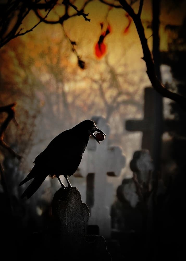 Twilight Graveyard Raven by Cristian Andreescu — canvas wall art