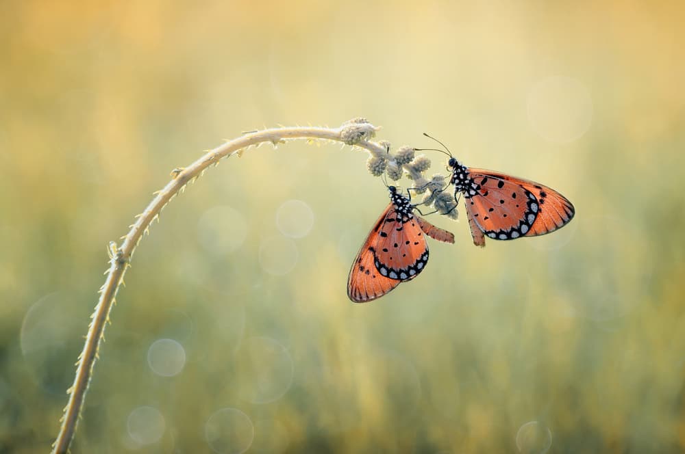 Orange Butterflies Gently Rest by Edy Pamungkas — canvas wall art