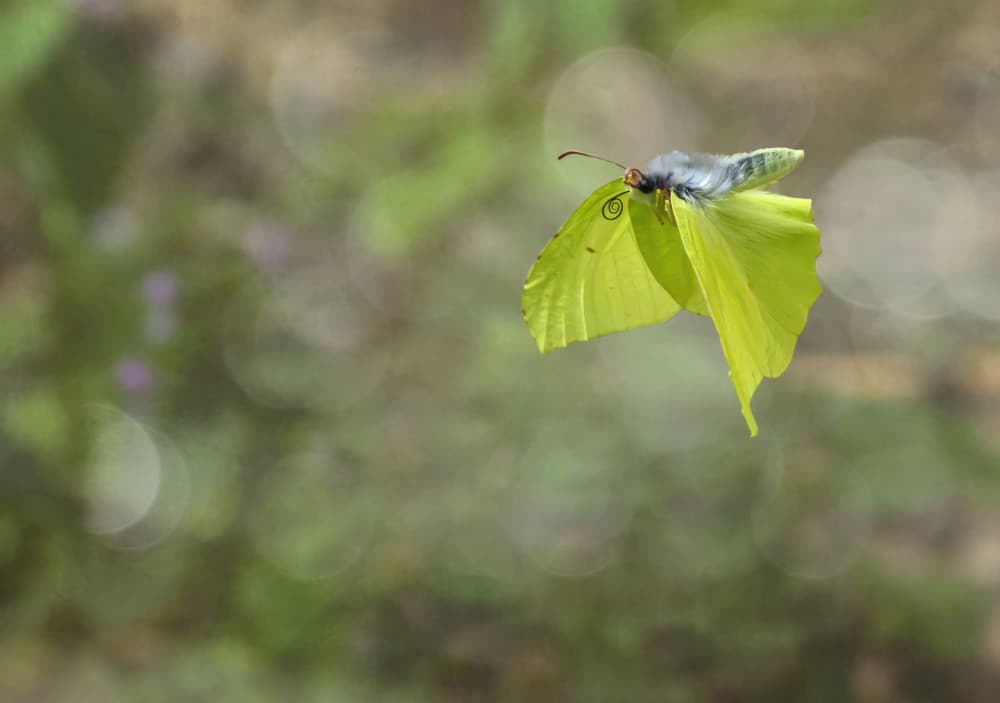 Yellow Butterfly Flight by Marketa Zvelebil PhD LRPS CrGP. — canvas wall art