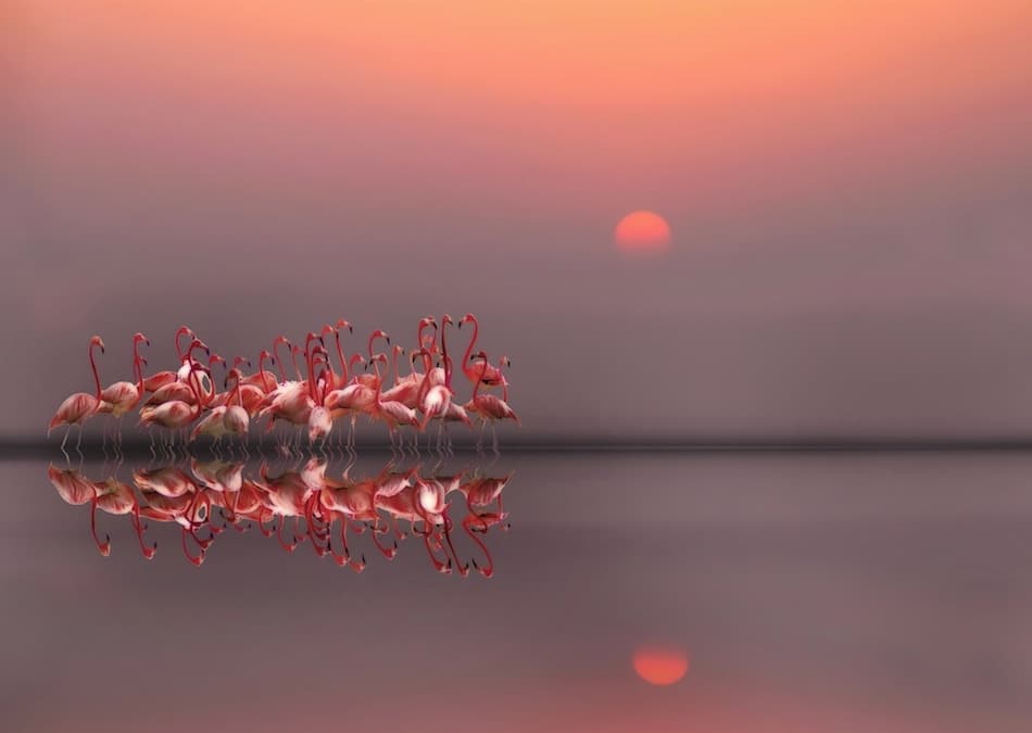 Flamingos At Sunset