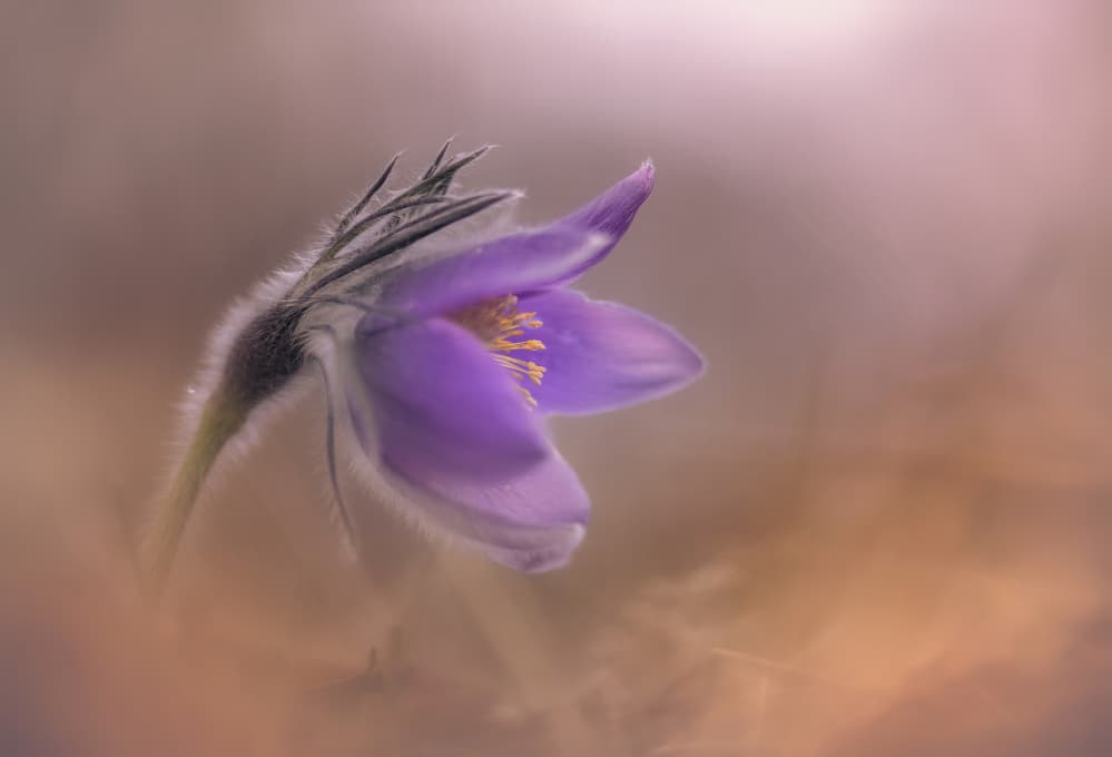 Dreamy Purple Bloom by Ronny Olsson — canvas wall art