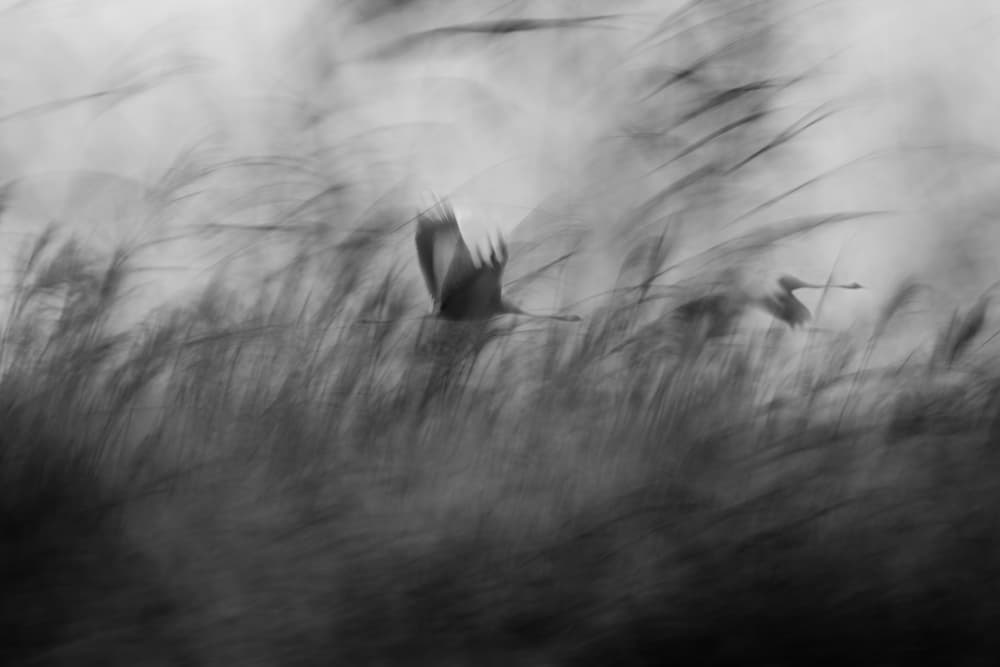 Misty Flight Through Reeds by Elior Segev — canvas wall art