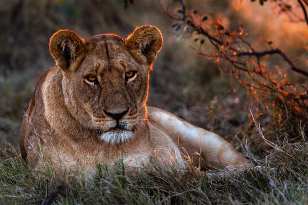 Golden Hour Lioness by Massimo Felici — canvas wall art