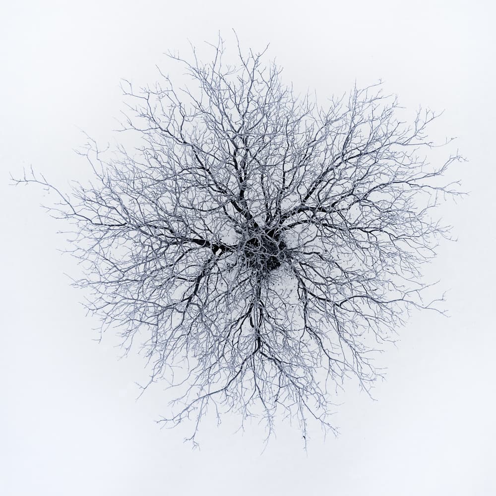 Frosted Winter Tree by Branko Markovic — canvas wall art