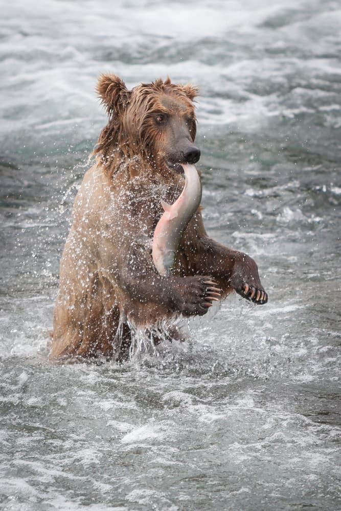 Grizzly Bear Catches Salmon by Nick Kalathas — canvas wall art