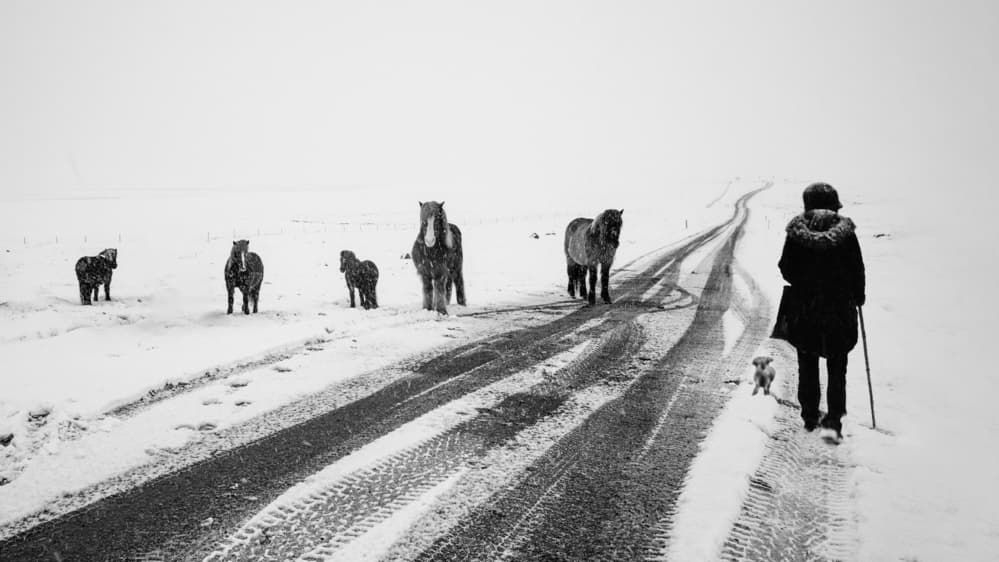 Snowy Road Companions by Shin Woo Ryu — canvas wall art
