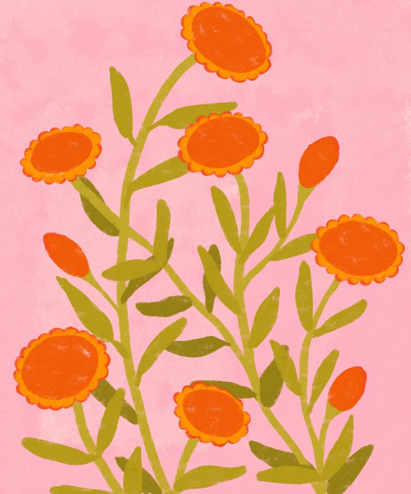 Vibrant Orange Blooms