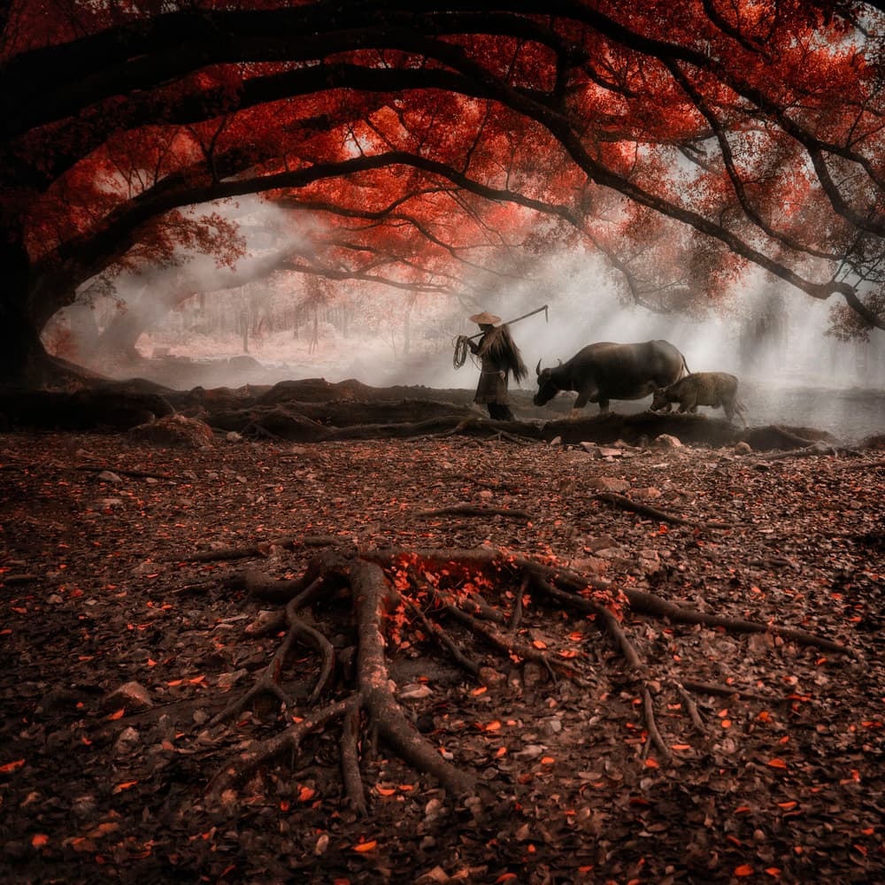 Red Forest Journey by Ahmed Abdulazim — canvas wall art
