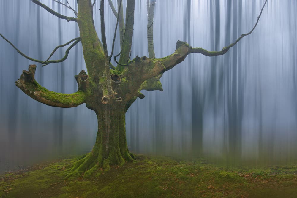 Ancient Mossy Tree by Juan Antonio Palacios — canvas wall art