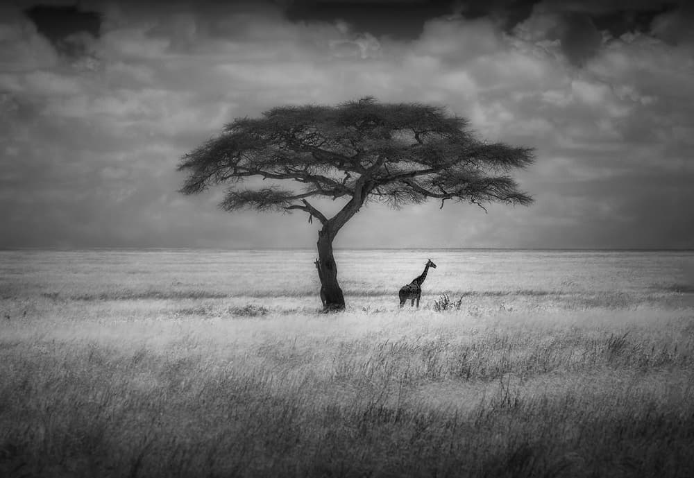 Giraffe and Lone Tree by Greg Metro — canvas wall art