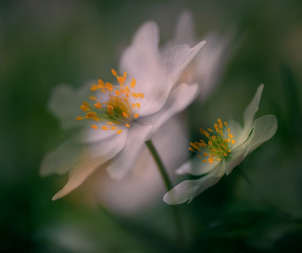 Delicate White Blooms by Ylva Sjögren — canvas wall art