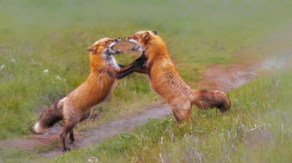 Foxes Play Fighting by Lisa D. Tang — canvas wall art