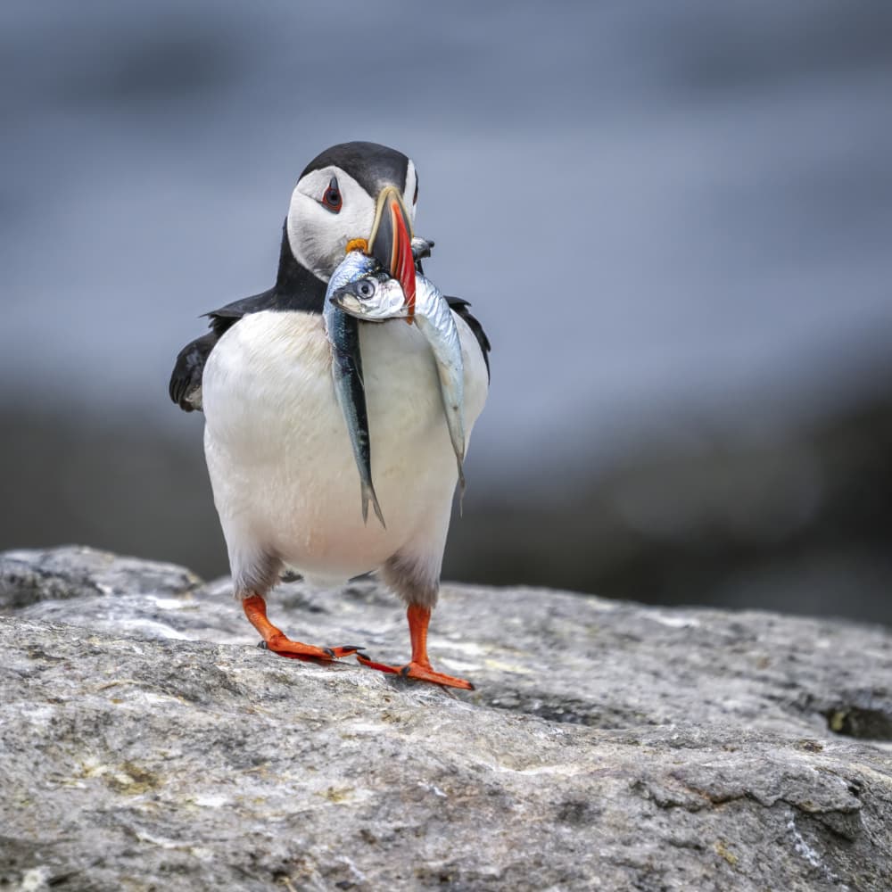 Puffin's Fresh Catch by Yi Pan — canvas wall art