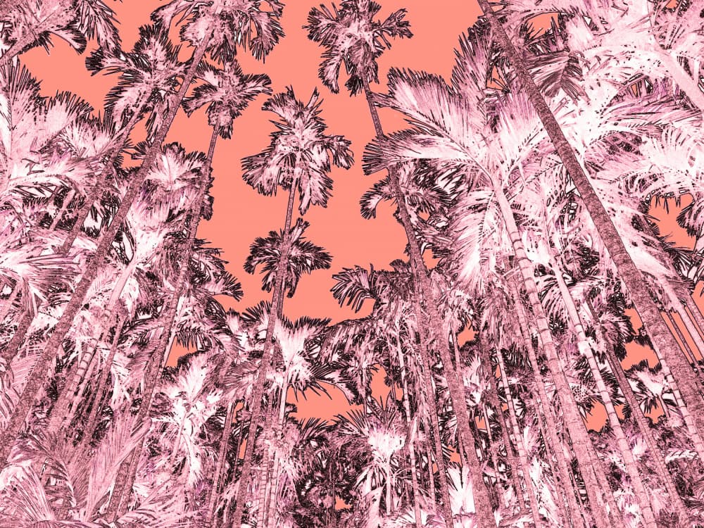 Pink Tropical Palms by Santhosh ch — canvas wall art