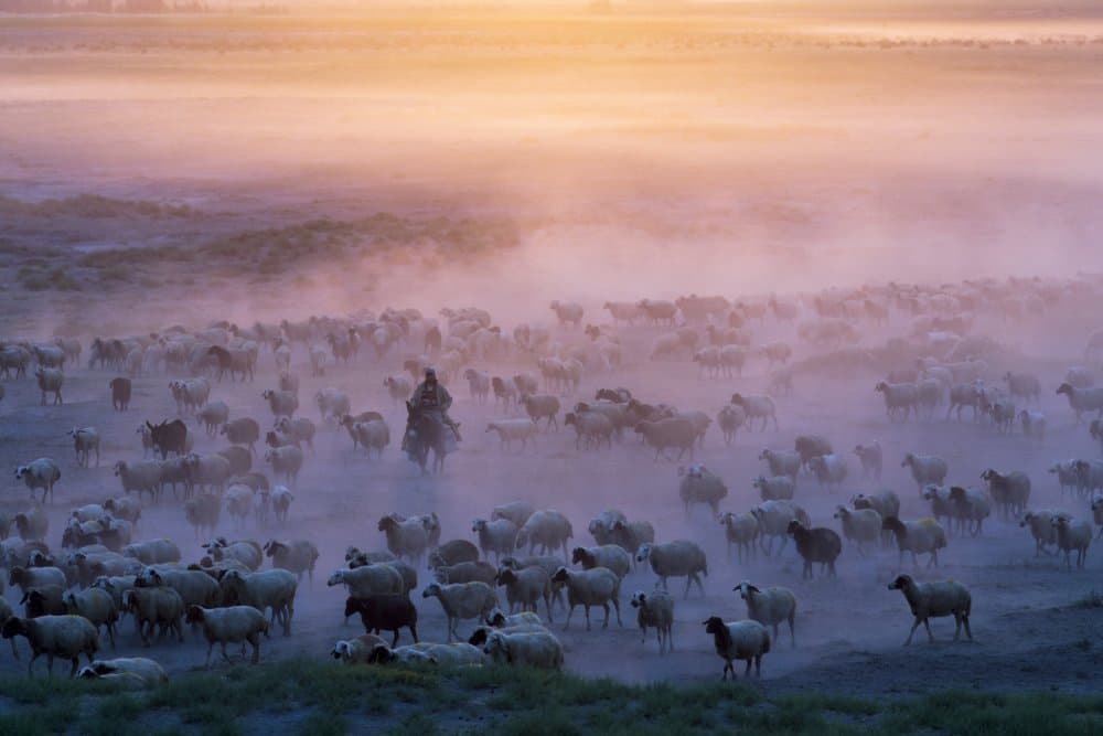 Shepherd's Misty Flock by Emir Bagci — canvas wall art