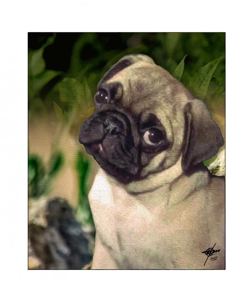 Curious Pug Puppy by Osvaldo Russo — canvas wall art