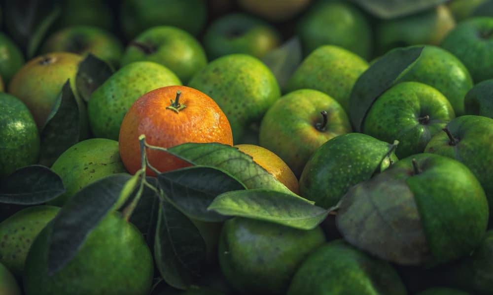 Orange Among Greens by DDiArte — canvas wall art