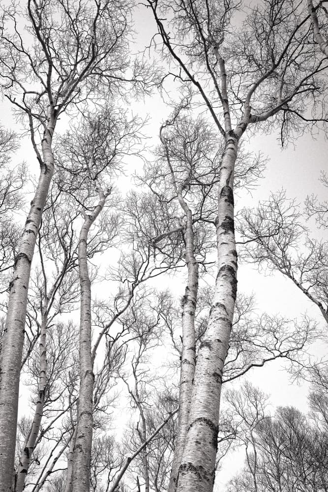 Winter Birch Ascent by Olivia Joy StClaire — canvas wall art