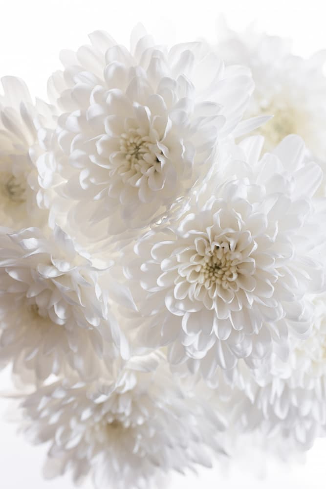 White Flowers 1 by Mareike Böhmer — canvas wall art