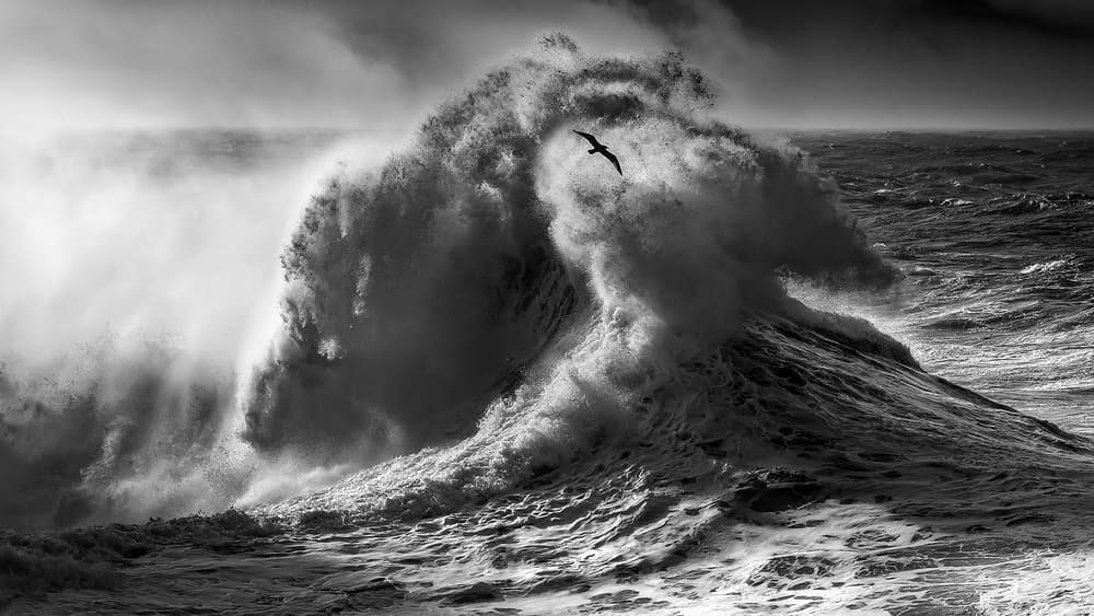 Powerful Wave Lone Bird by Paolo Lazzarotti — canvas wall art