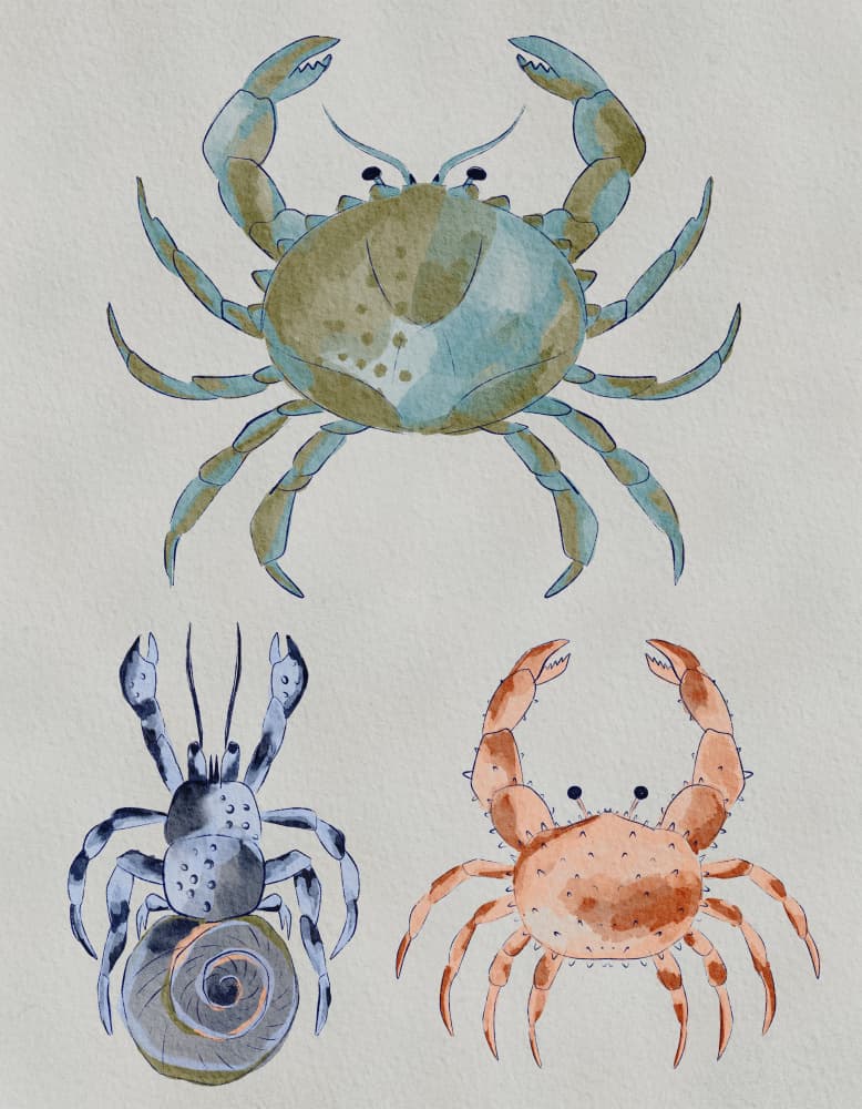 Ocean Crabs Watercolor by Nikita Jariwala — canvas wall art