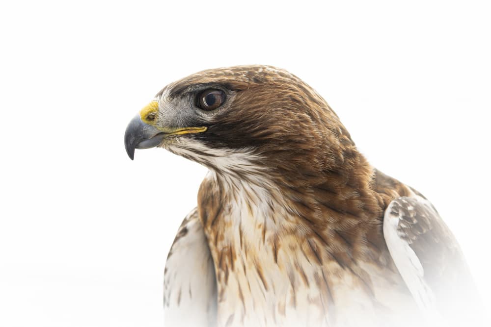 Majestic Hawk Profile by Greetje van Son — canvas wall art