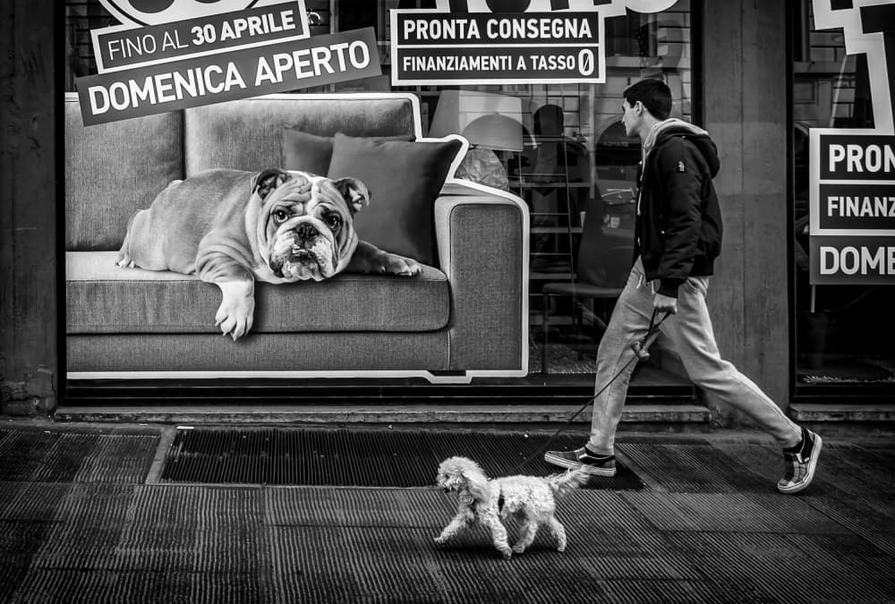 Street Dogs And Sofa by Giuseppe Grimaldi — canvas wall art