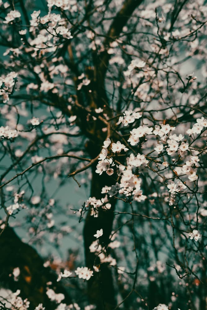 Delicate Spring Blossoms by Aimee Giles — canvas wall art