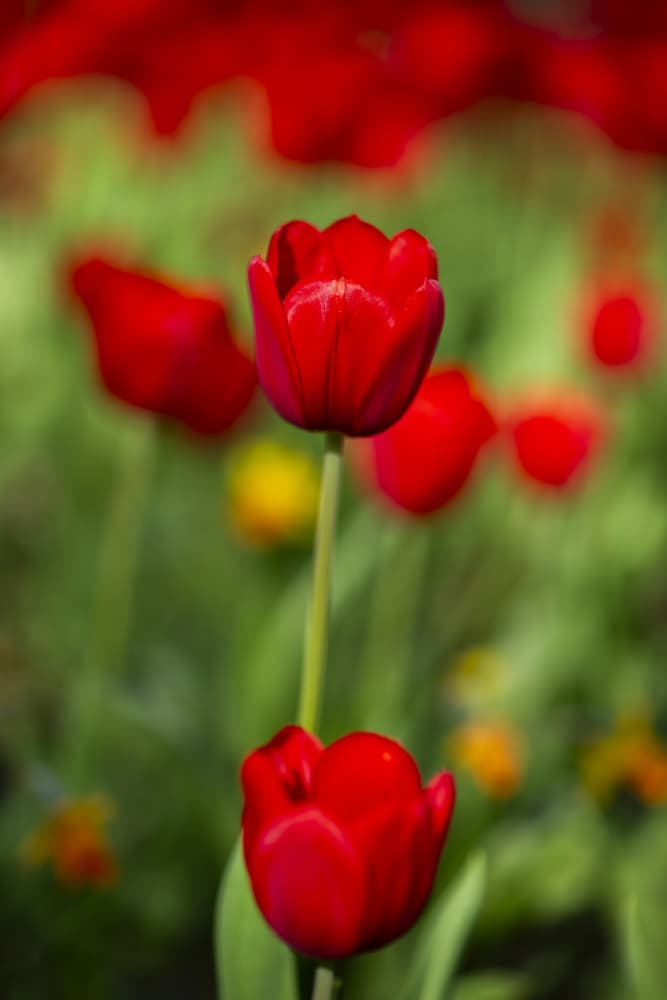 Vibrant Red Tulips by engin akyurt — canvas wall art
