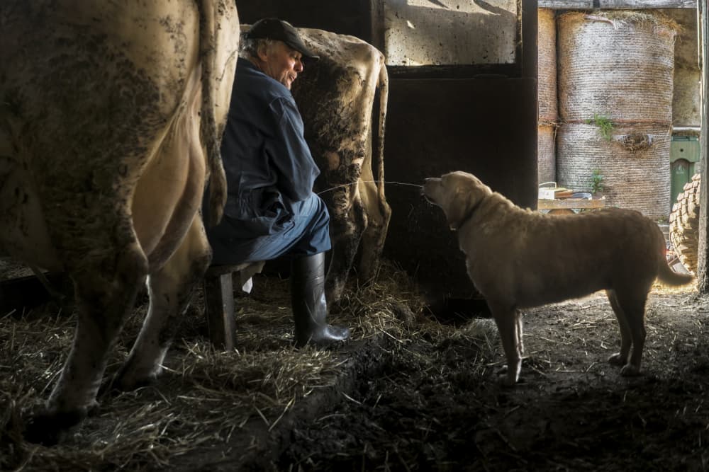 Rustic Farm Milking by Gert van den Bosch — canvas wall art