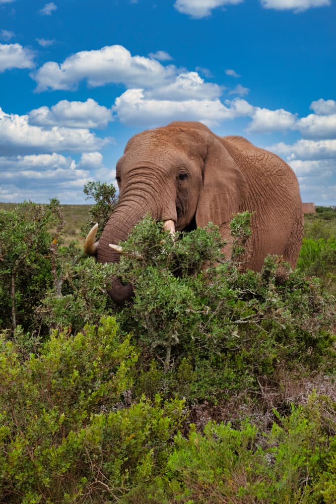 Browsing African Elephant by Dan Edwards — canvas wall art