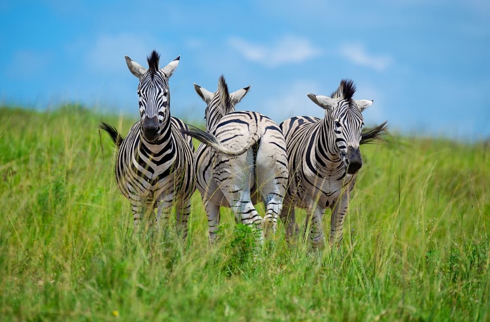 Three Wild Zebras by Andreas Feldtkeller — canvas wall art
