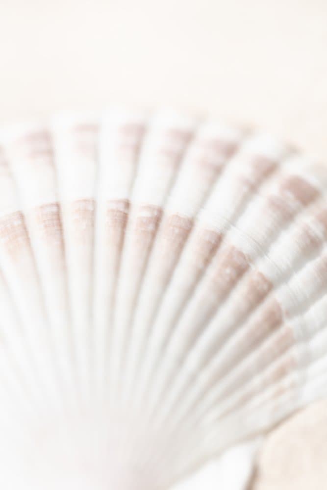 Delicate Scallop Shell by Pictufy Studio III — canvas wall art