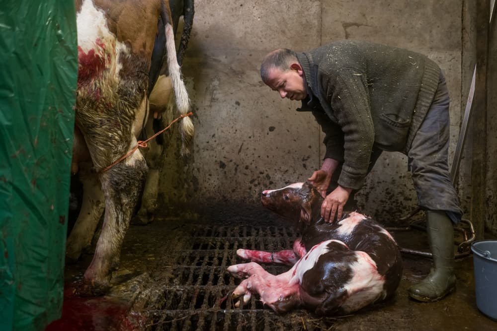 Farmer With Newborn Calf by Gert van den Bosch — canvas wall art