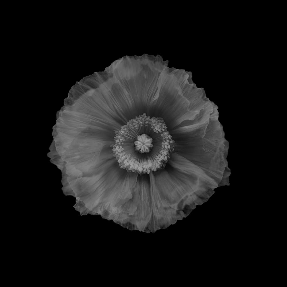 Elegant Black Poppy by Lotte Grønkjær — canvas wall art
