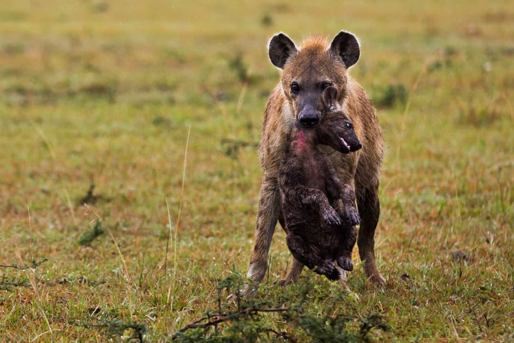 Spotted Hyena Carrying Cub by Massimo Mei — canvas wall art