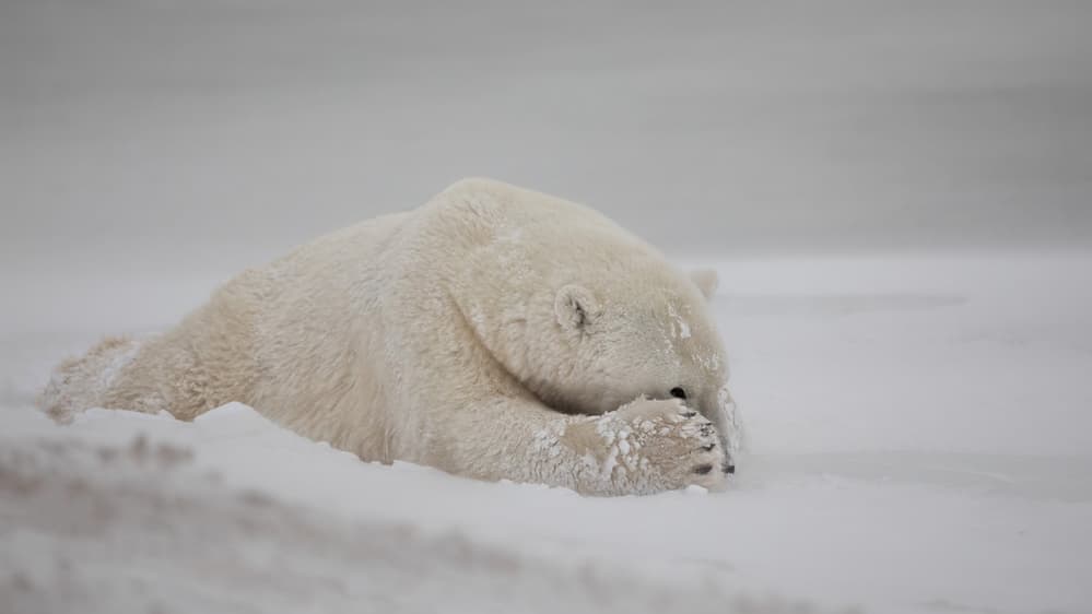 Sleeping Polar Bear by Alessandro Catta — canvas wall art
