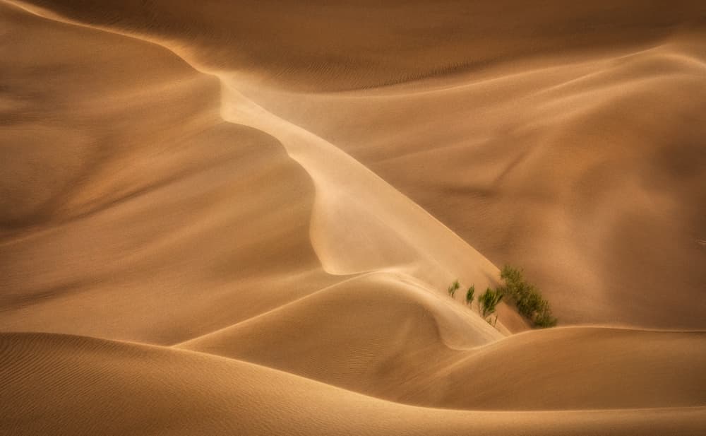 Golden Desert Curves by Babak Mehrafshar — canvas wall art