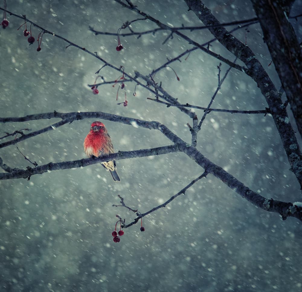Crimson Winter Bird by Yu Cheng — canvas wall art