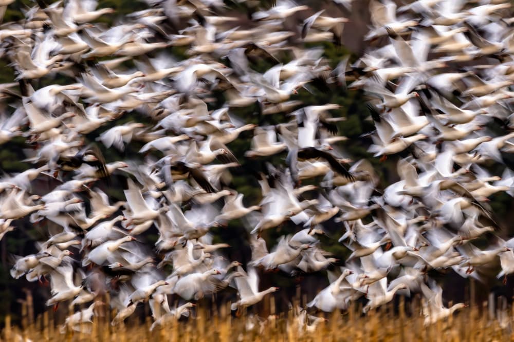 Snow Geese in Flight by Xiaohong Zhang — canvas wall art