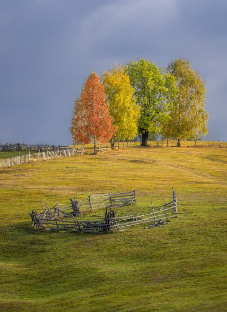 Vibrant Autumn Treescape by Eduard Andrica — canvas wall art