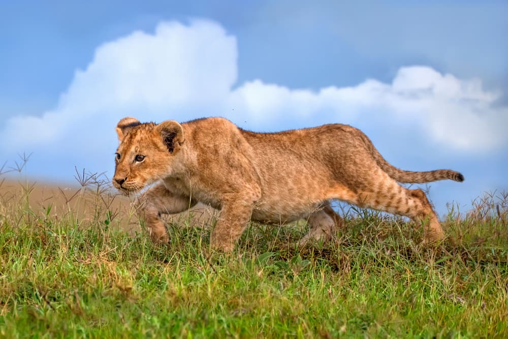 Young Lion Cub Walking by Xavier Ortega — canvas wall art