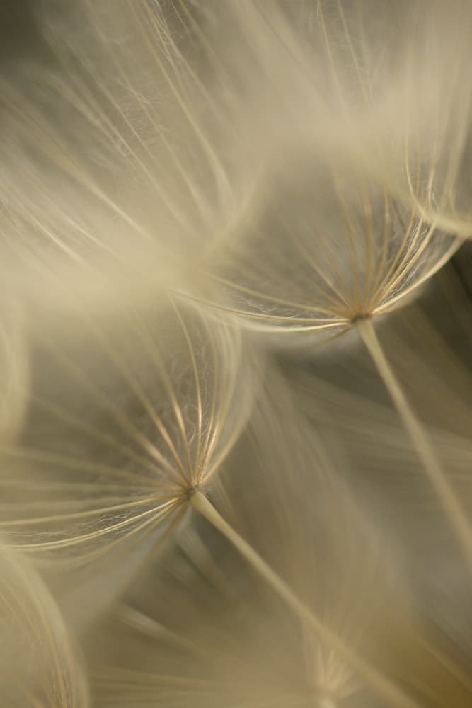 Ethereal Dandelion Fluff by Alyson Fennell — canvas wall art