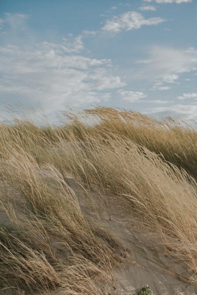 Whispering Beach Dunes by Claudia Casal — canvas wall art