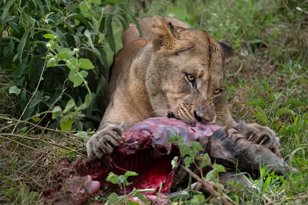 Lioness Feeding On Prey by Marco Pozzi — canvas wall art