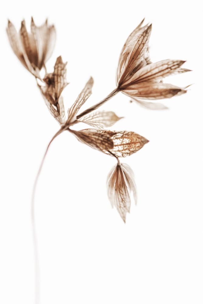 Ethereal Dried Plant by Magda Izzard — canvas wall art