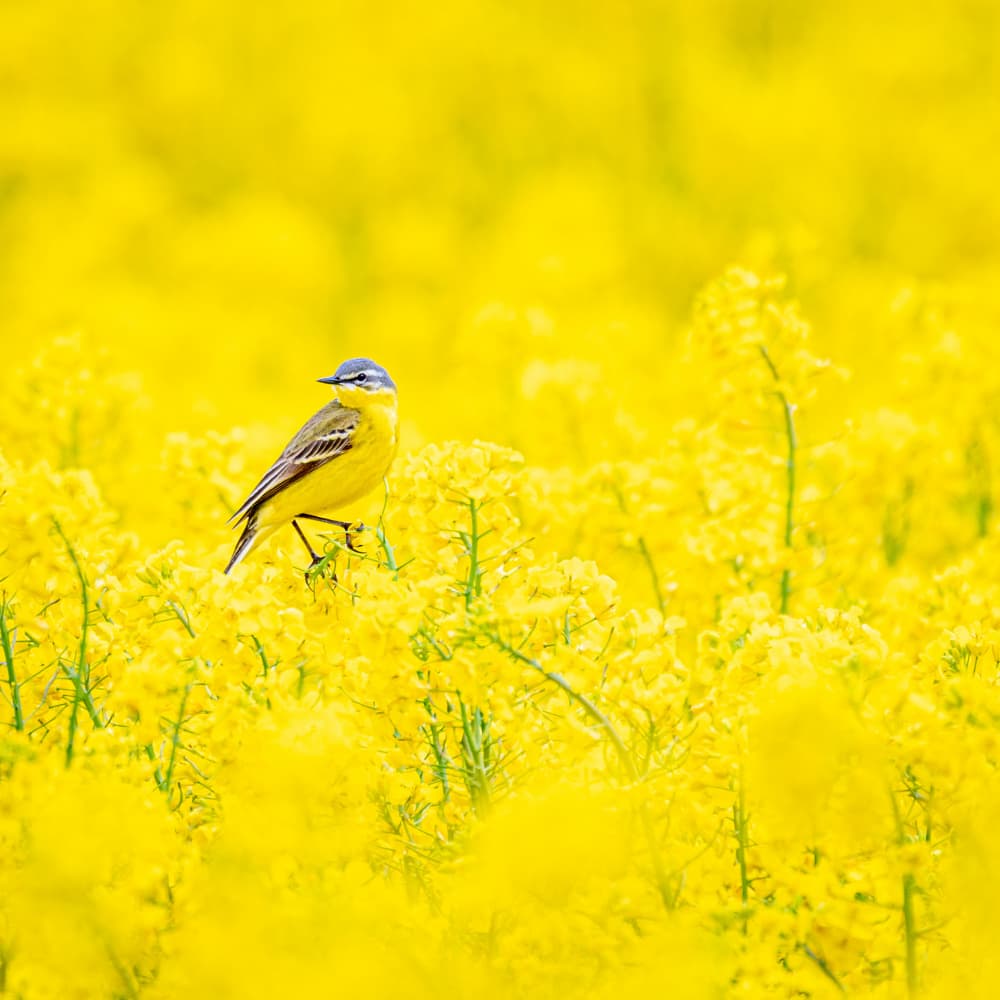 Yellow Bird Field of Gold by Dan Larsson — canvas wall art