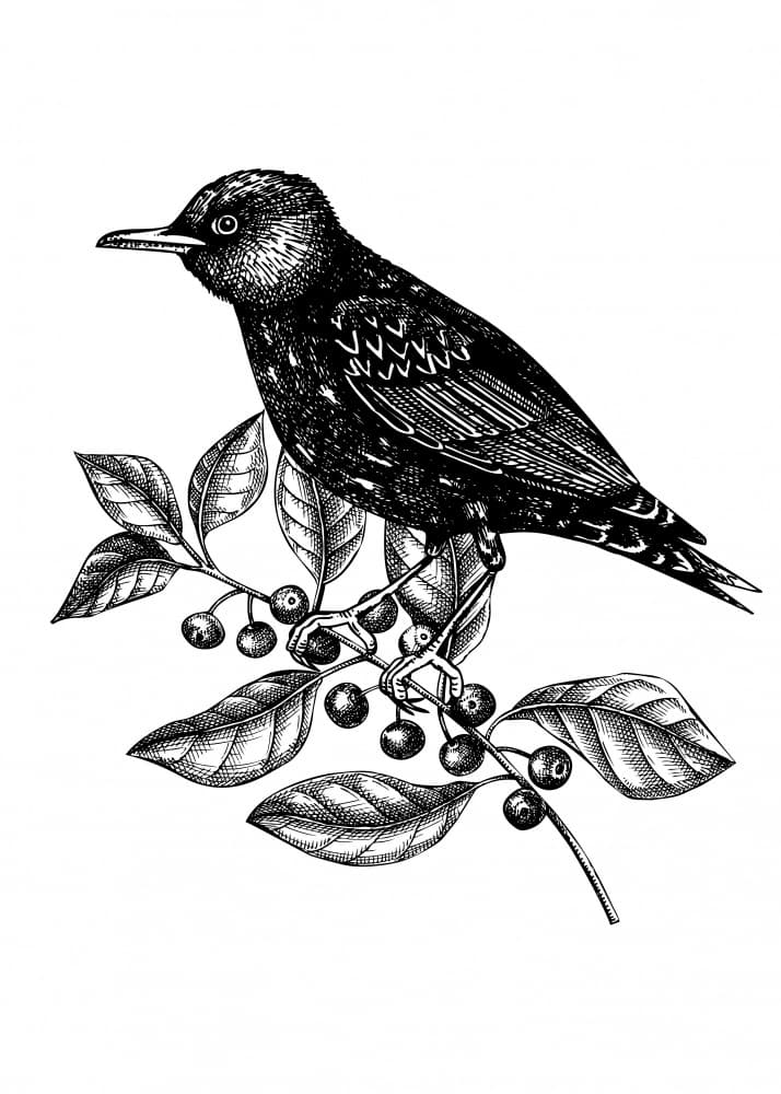 Vintage Bird on Berry Branch by Yevheniia Lytvynovych — canvas wall art