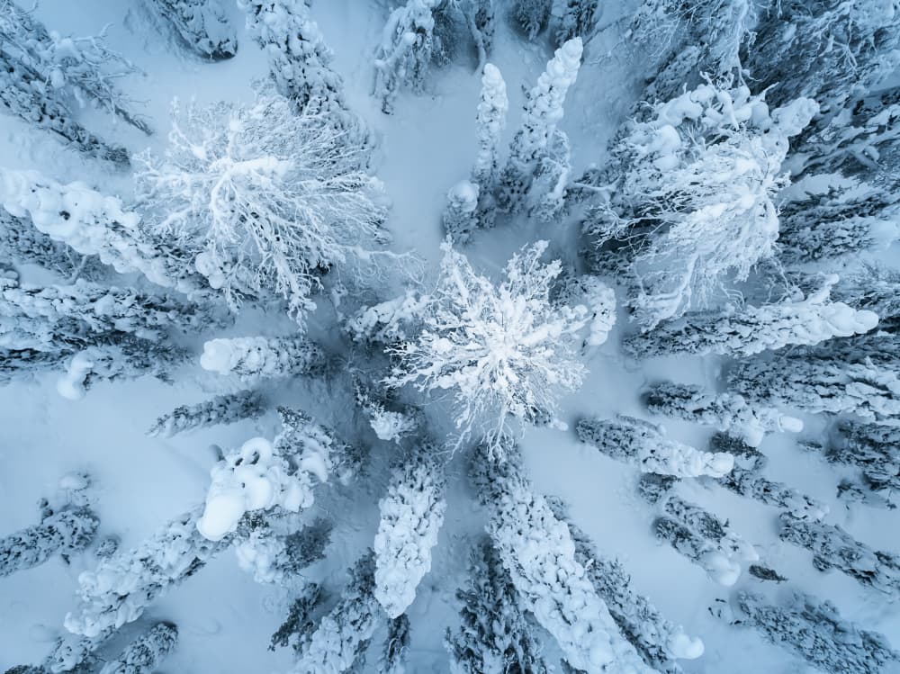 Snow Covered Winter Forest by Liguang Huang — canvas wall art