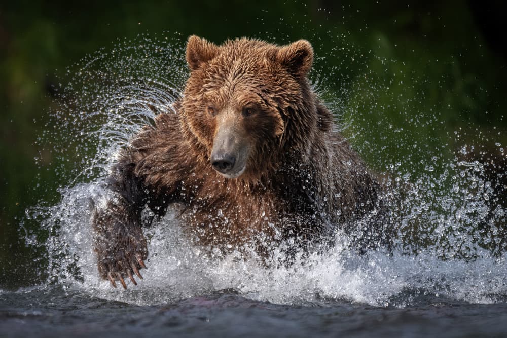 Bear Running Through Water by Alexandr Kukrinov — canvas wall art